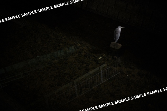 ※再版準備中※開放恋慕Z/Z 50mm f/1.2 S絞り開放写真集