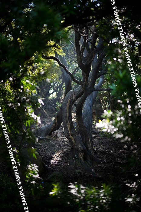 ※再版準備中※開放恋慕Z/Z 50mm f/1.2 S絞り開放写真集