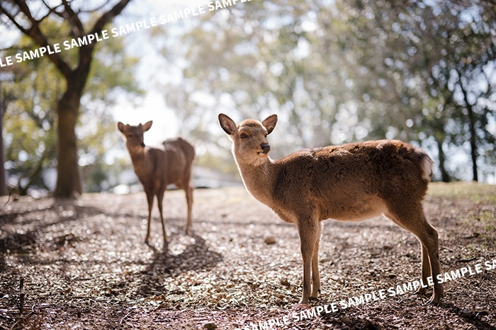 ※再版準備中※開放恋慕Z/Z 50mm f/1.2 S絞り開放写真集