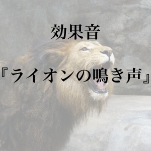 【効果音】ライオンの鳴き声【フリー素材】