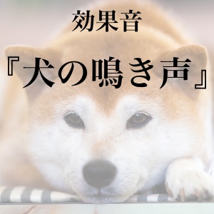 【効果音】犬の鳴き声【フリー素材】