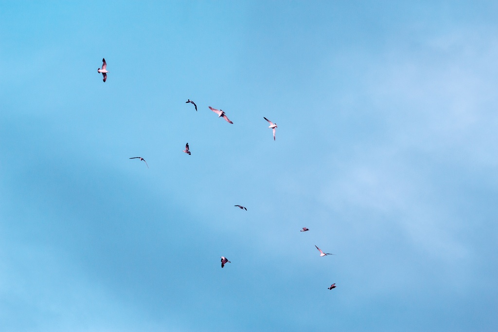 【FREE】写真集素材01「空、雲」