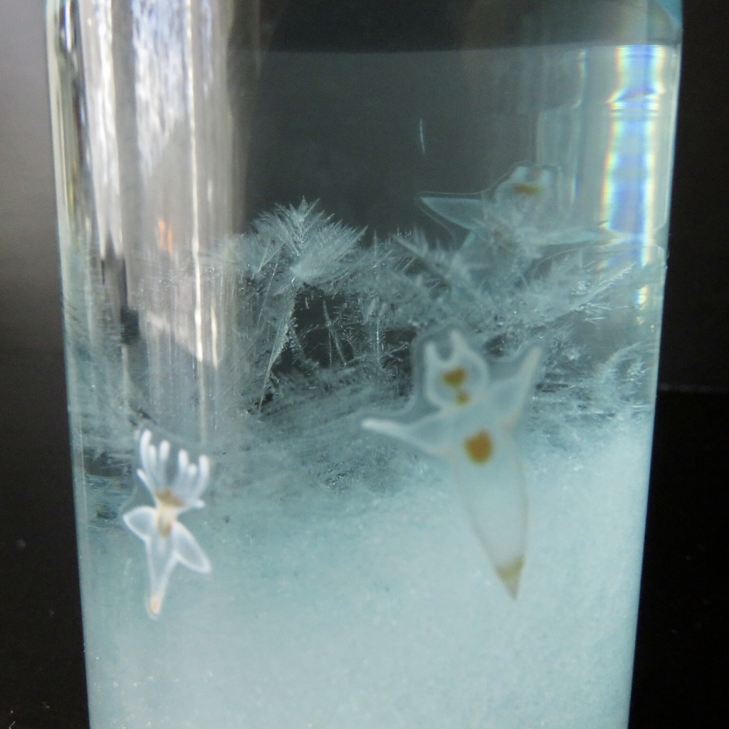 天気管(クリオネ)