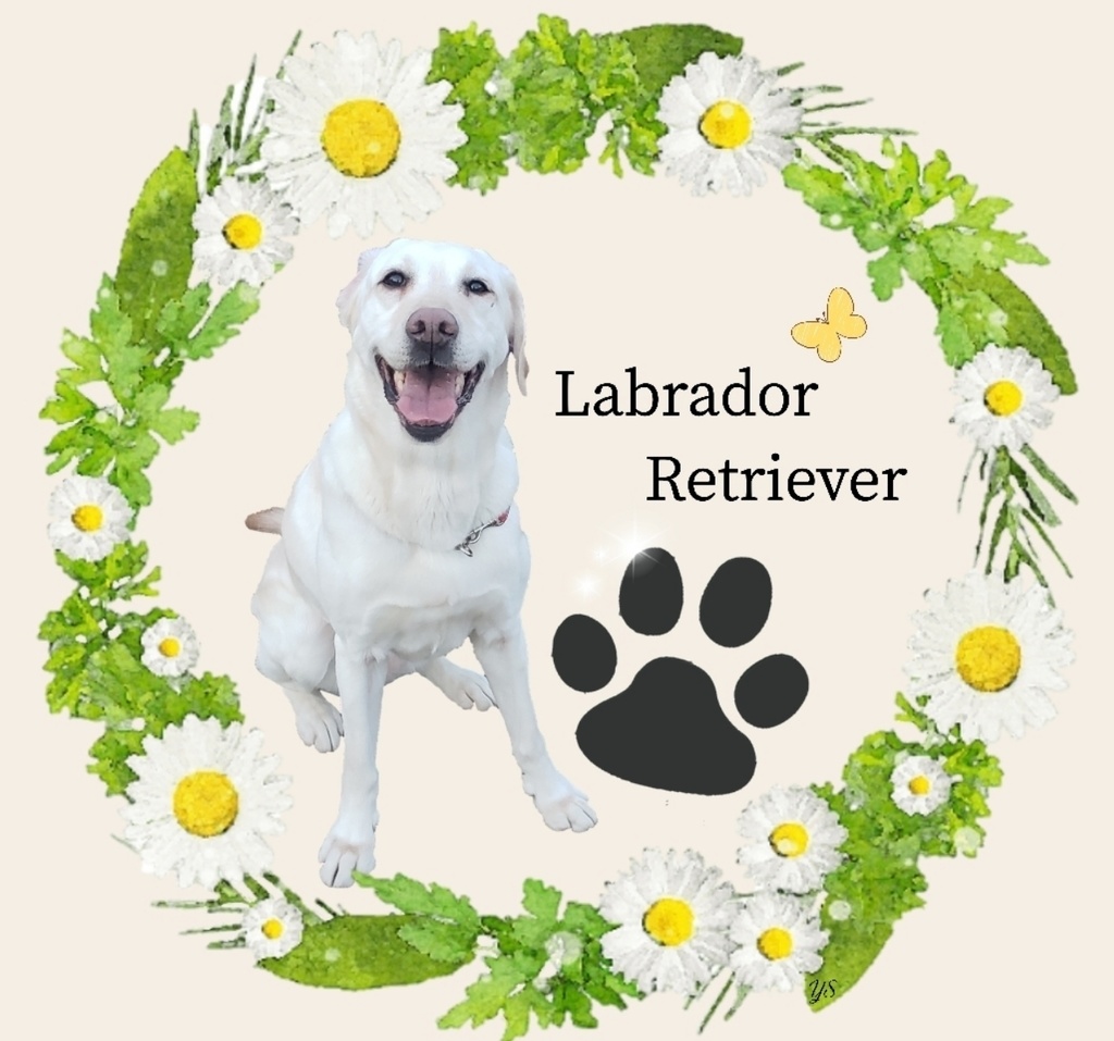 LRオリジナルトートバッグS