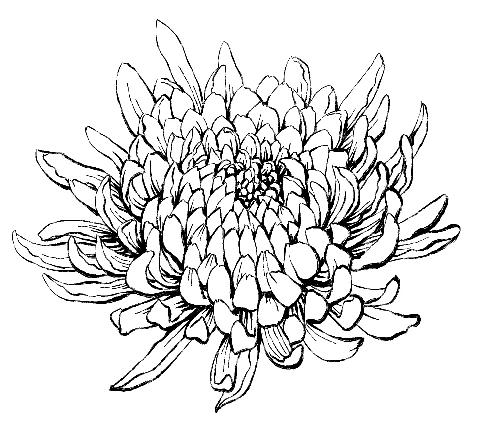 菊素材セットPNG形式【お試し低価格版】