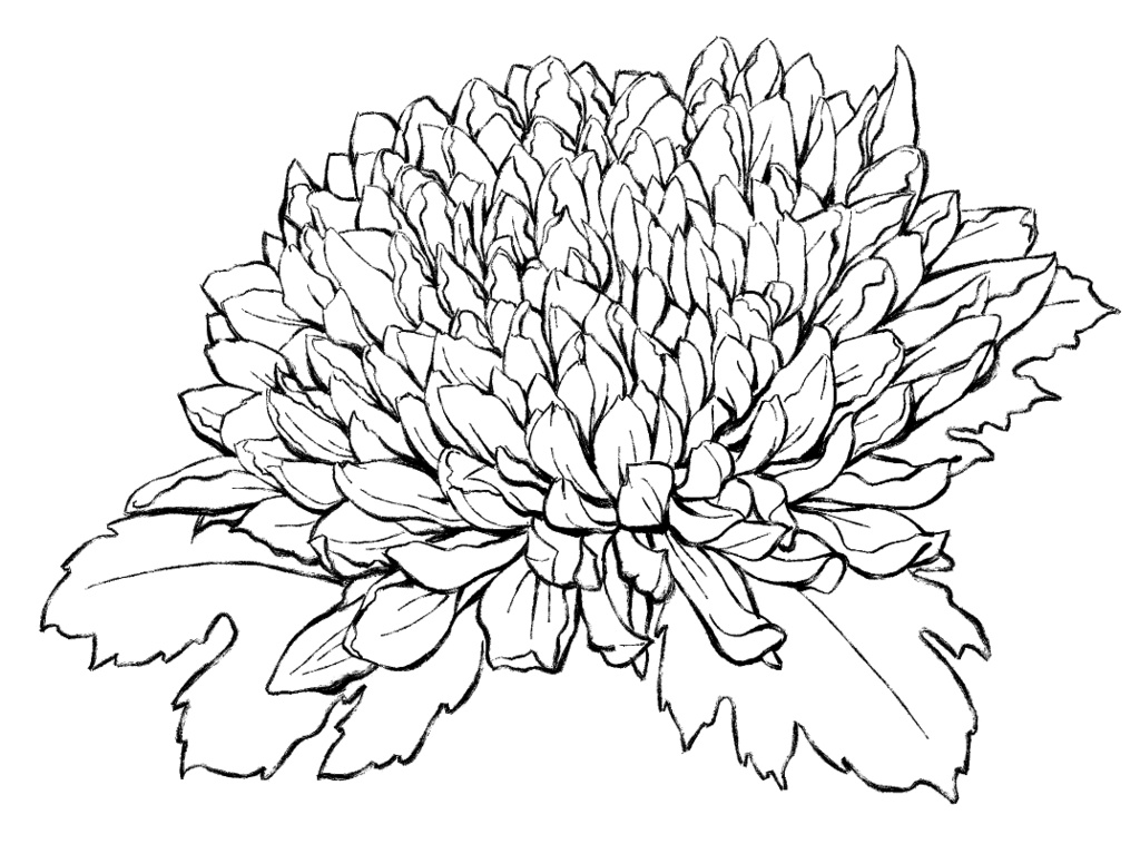 菊素材セットPNG形式【お試し低価格版】