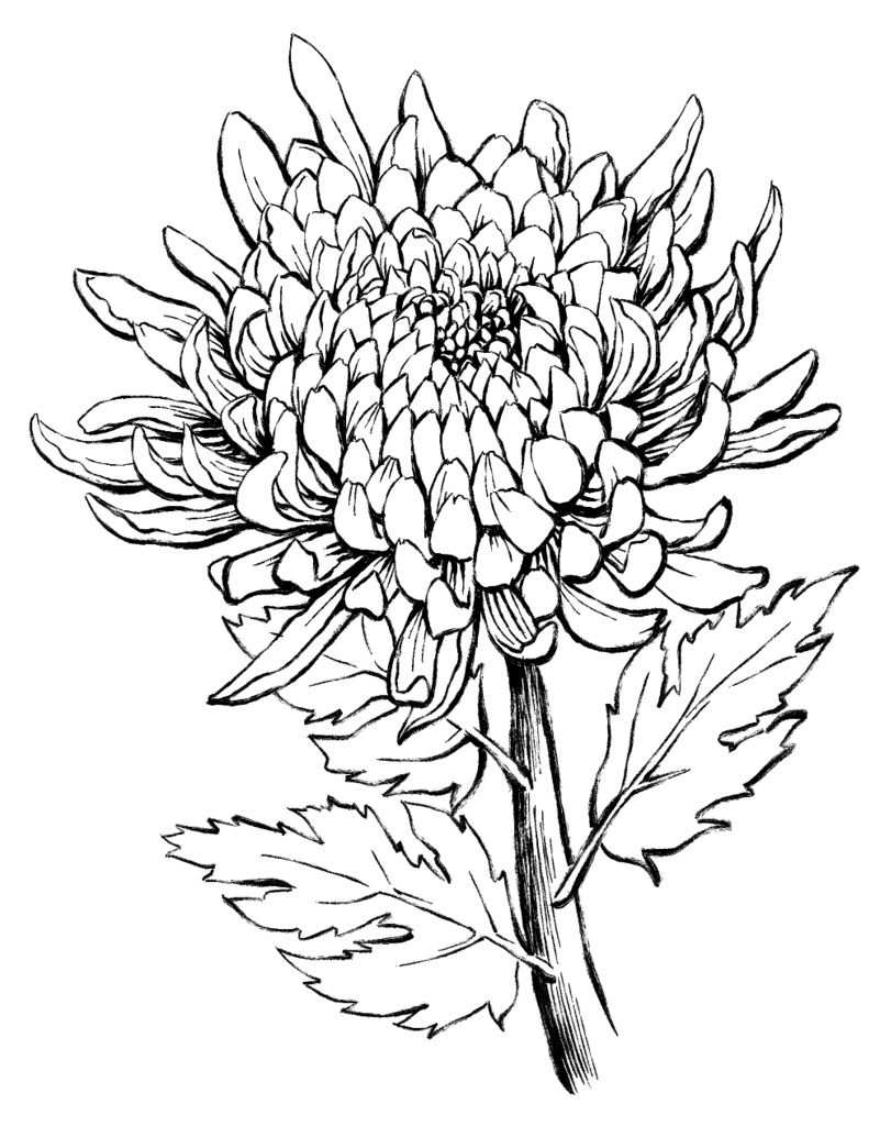 菊素材セットPNG形式【お試し低価格版】