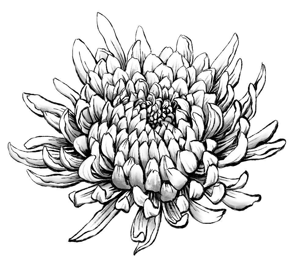 菊素材セットPNG形式【お試し低価格版】