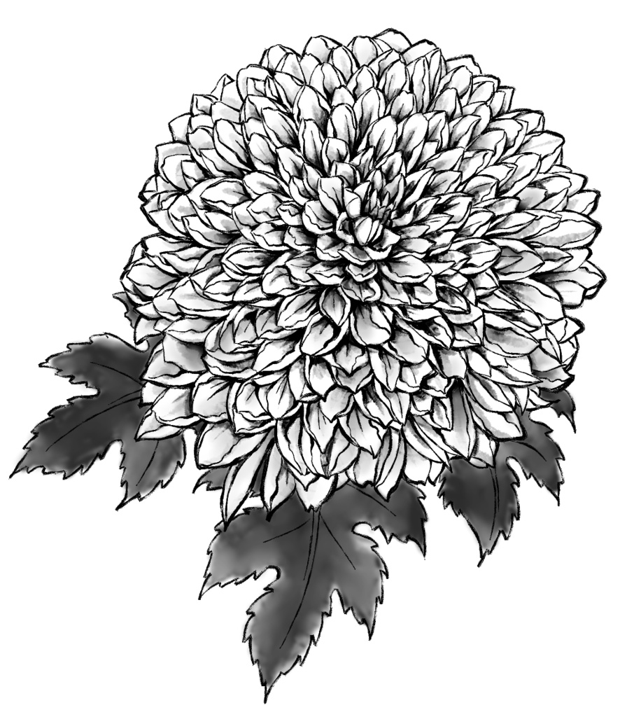 菊素材セットPNG形式【お試し低価格版】