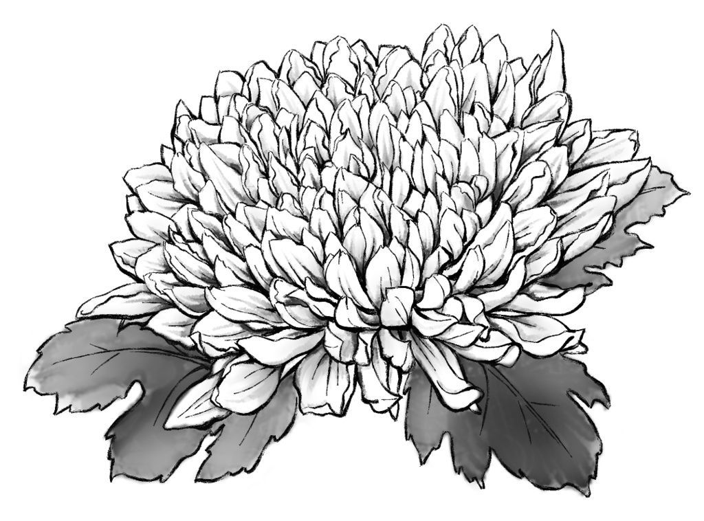 菊素材セットPNG形式【お試し低価格版】