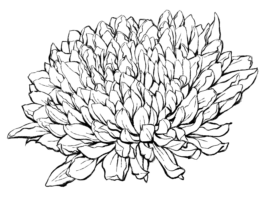 菊素材セットPNG形式【お試し低価格版】