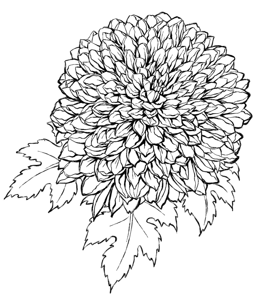 菊素材セットPNG形式【お試し低価格版】