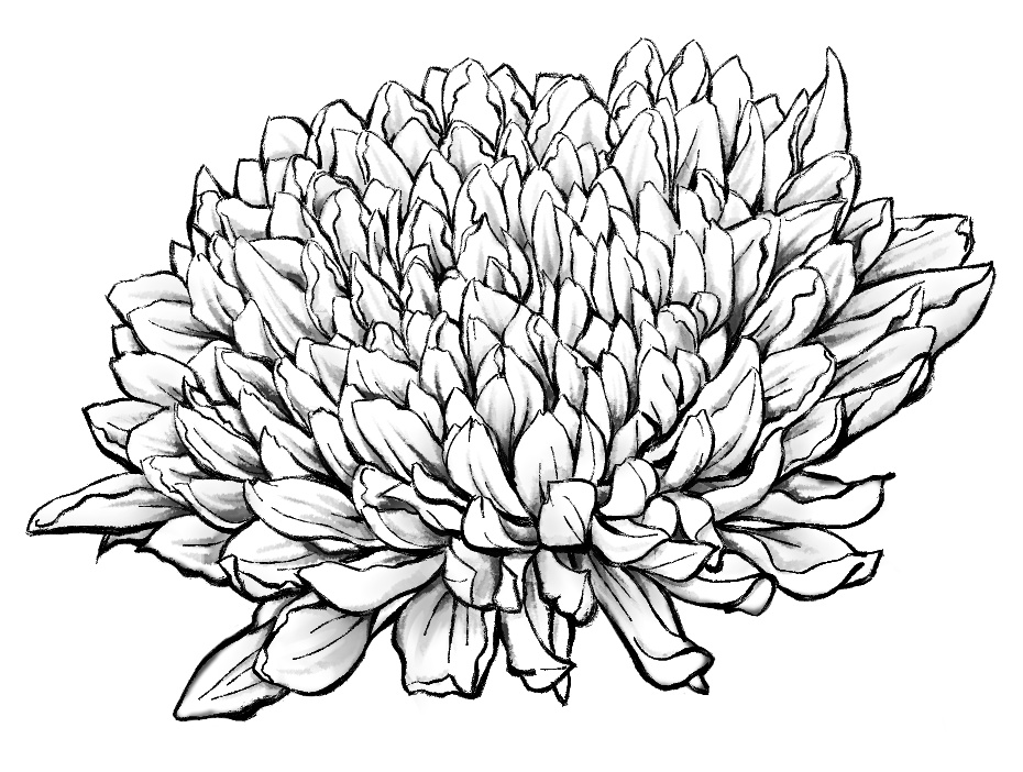 菊素材セットPNG形式【お試し低価格版】