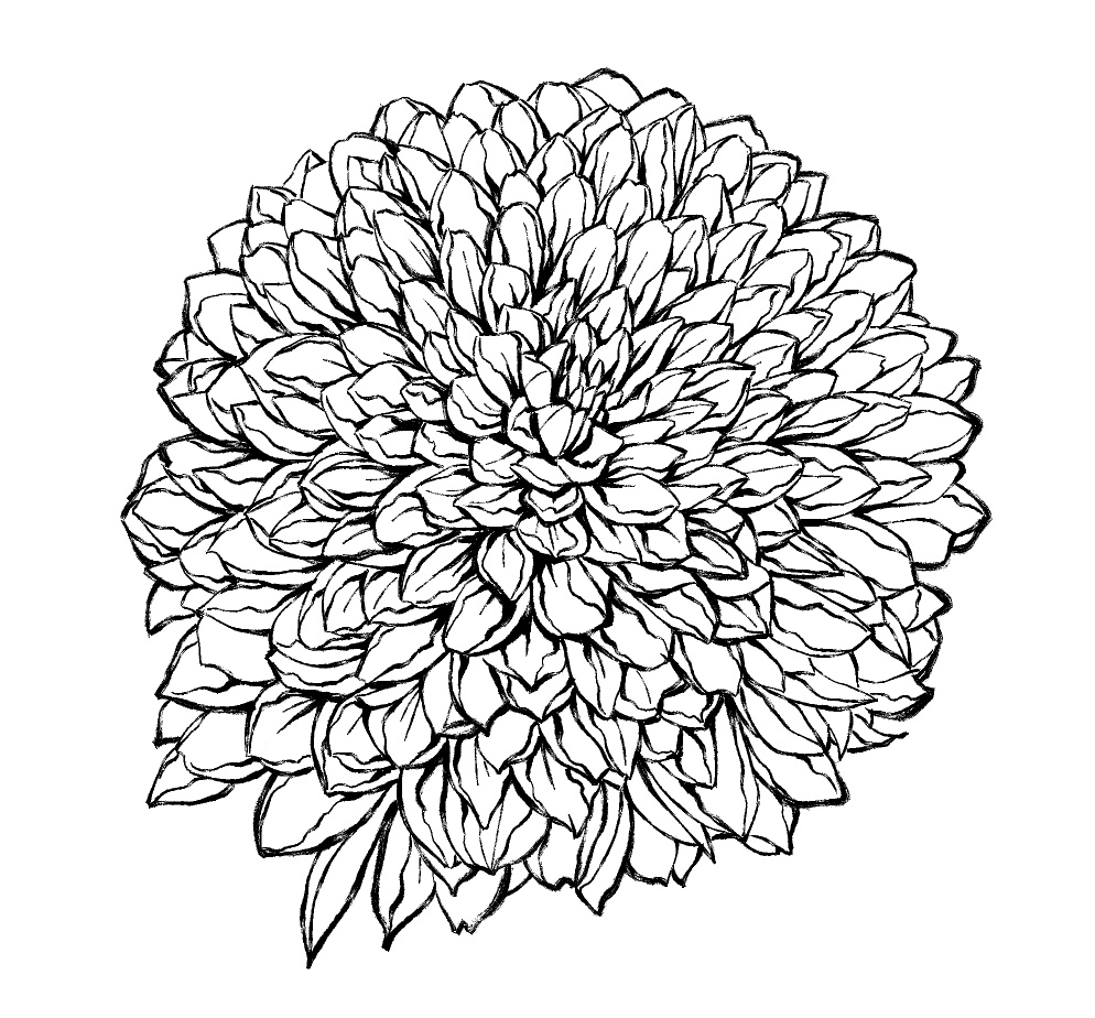 菊素材セットPNG形式【お試し低価格版】