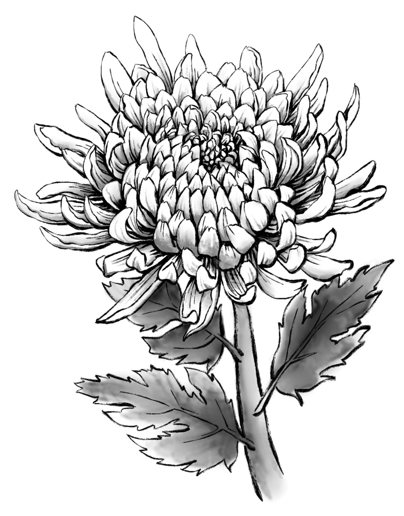 菊素材セットPNG形式【お試し低価格版】