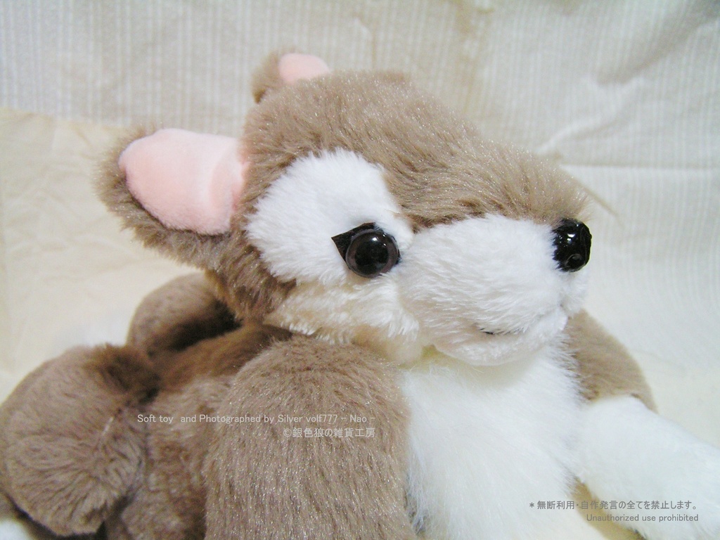 チョコレートブラウンの狼(オオカミ)