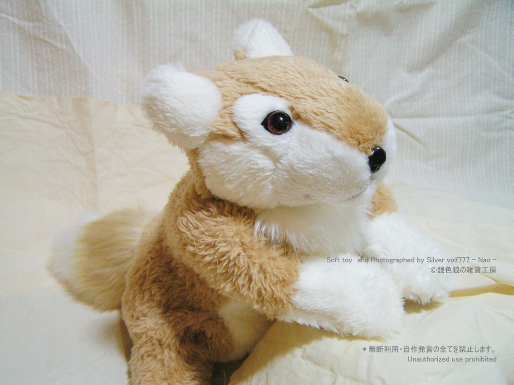 キャラメルブラウンの狼(オオカミ)