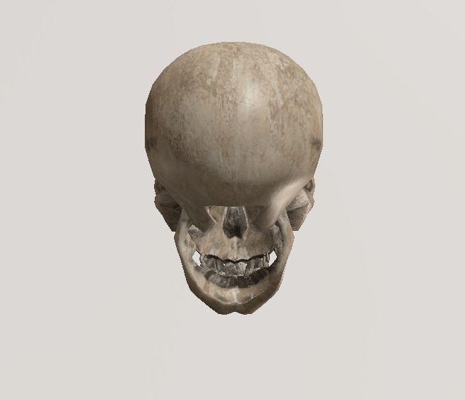 スカル3Dモデル