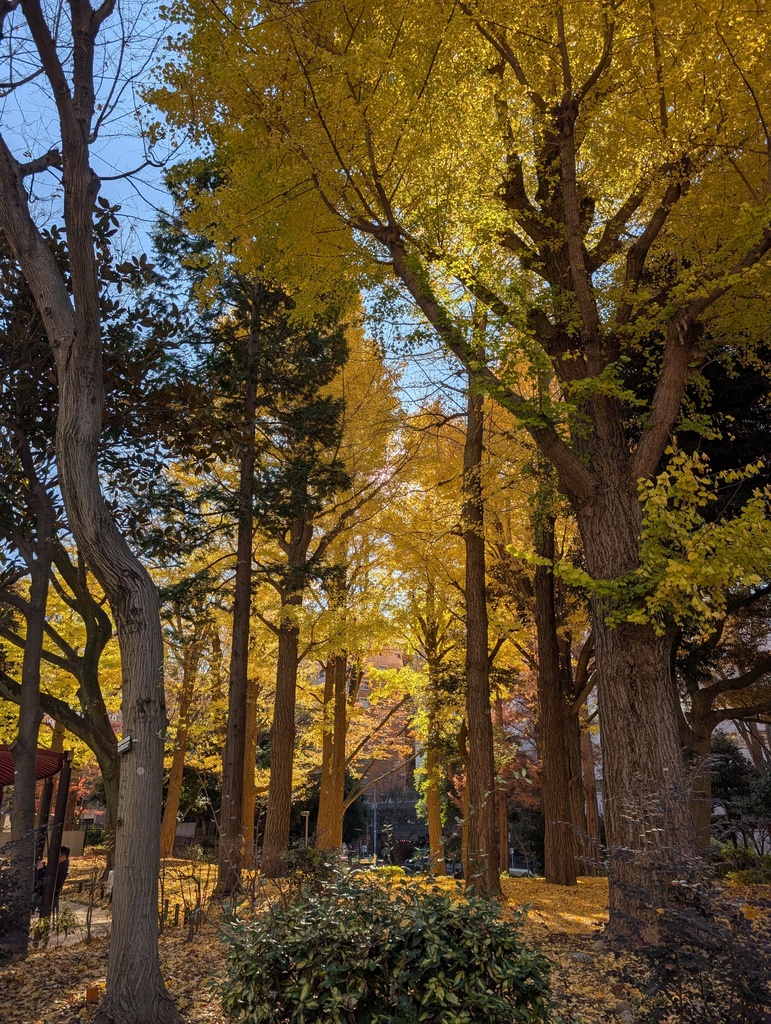 Golden Ginkgo Tree Photo