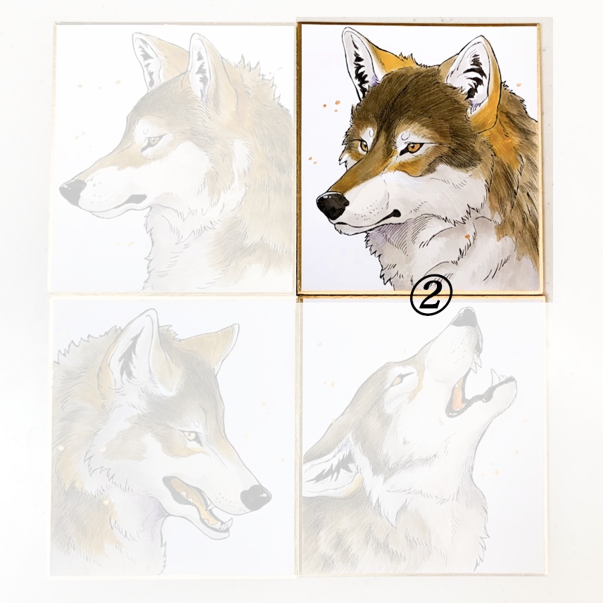 WOLF 直筆原画 ミニ色紙