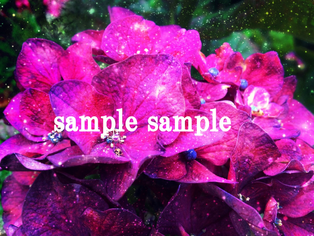 紫陽花の写真4種類