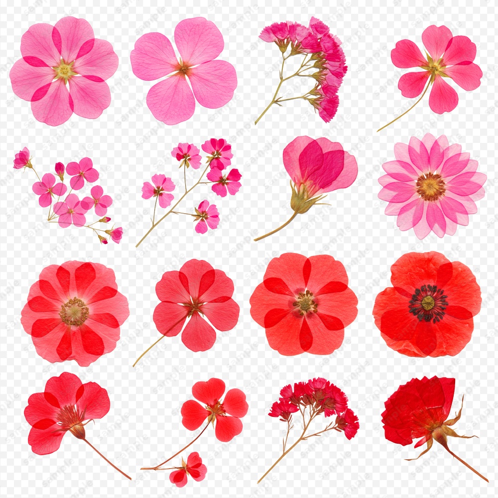 【透過素材】カラフルな押し花 / PNG素材100点セット