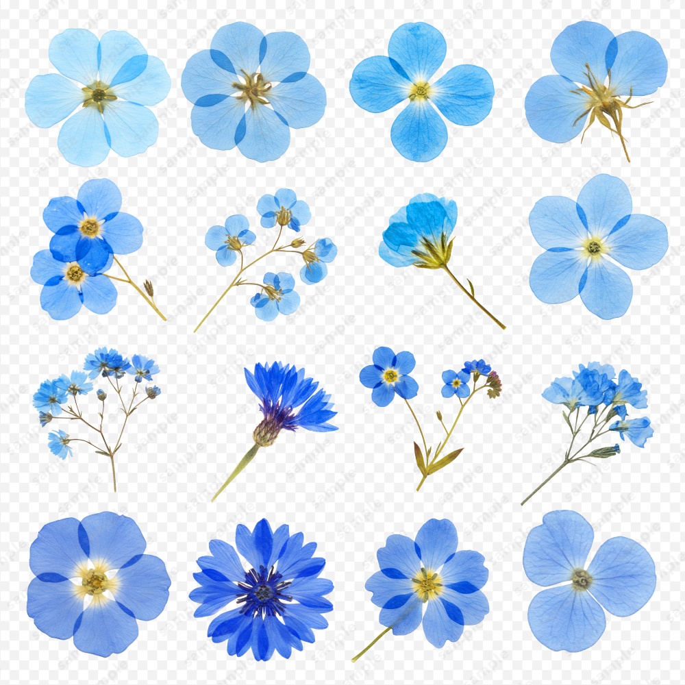 【透過素材】カラフルな押し花 / PNG素材100点セット