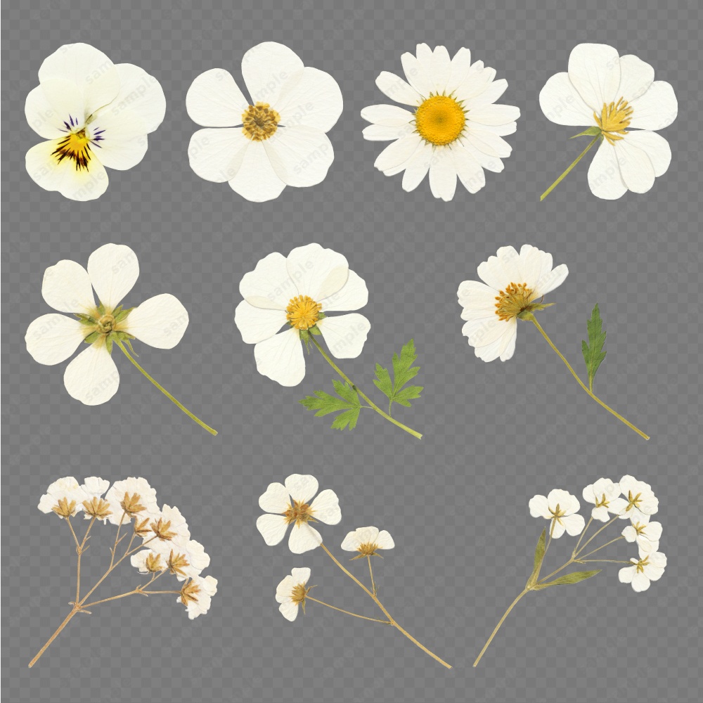 【透過素材】カラフルな押し花 / PNG素材100点セット
