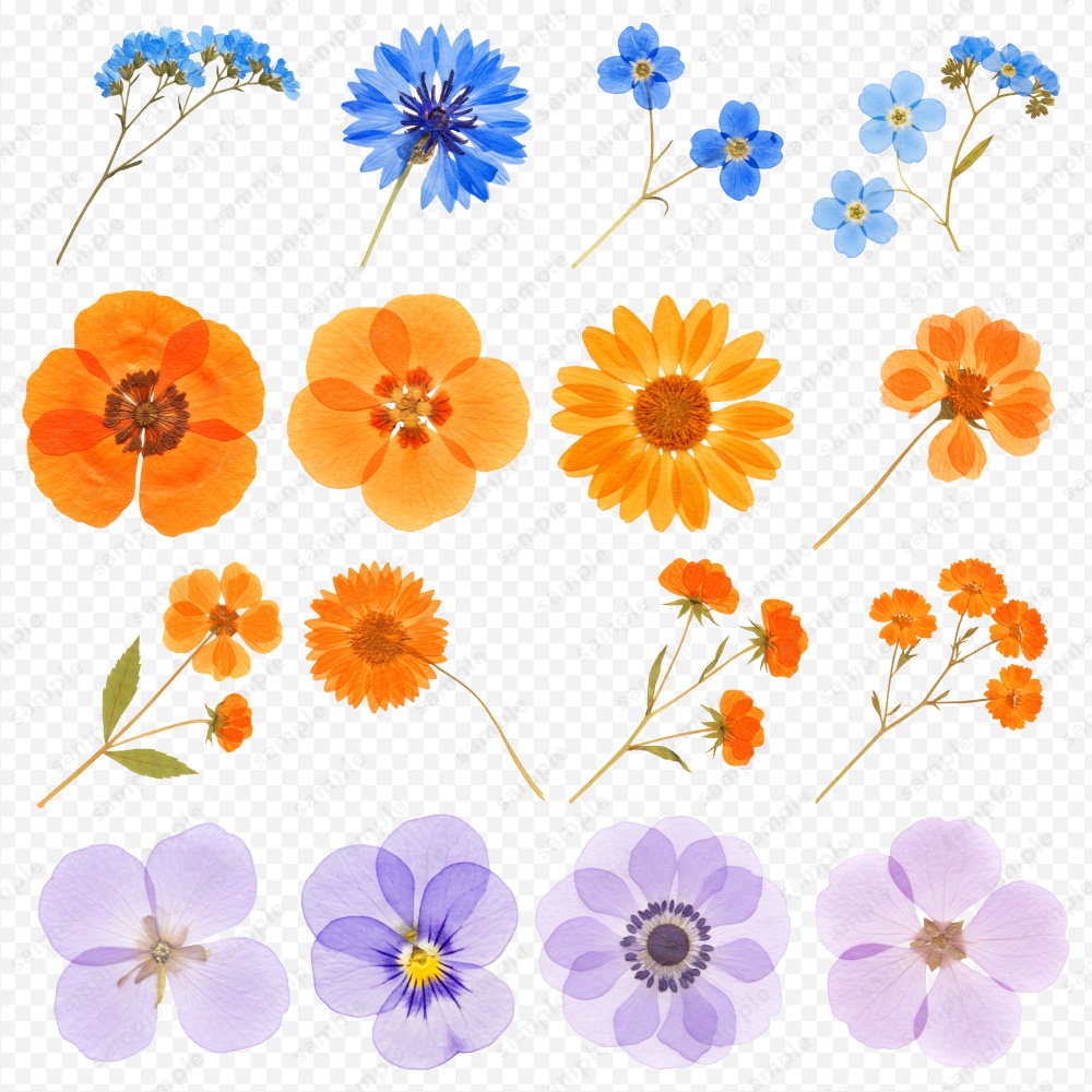 【透過素材】カラフルな押し花 / PNG素材100点セット