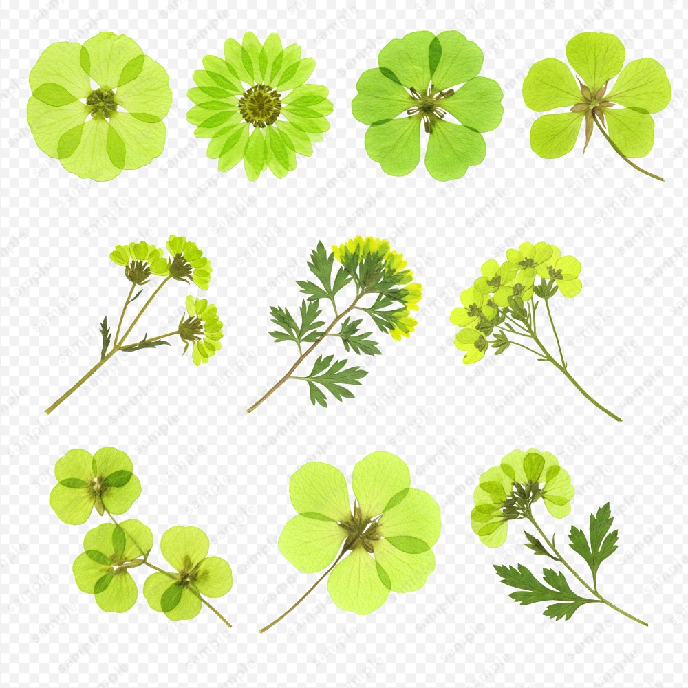 【透過素材】カラフルな押し花 / PNG素材100点セット