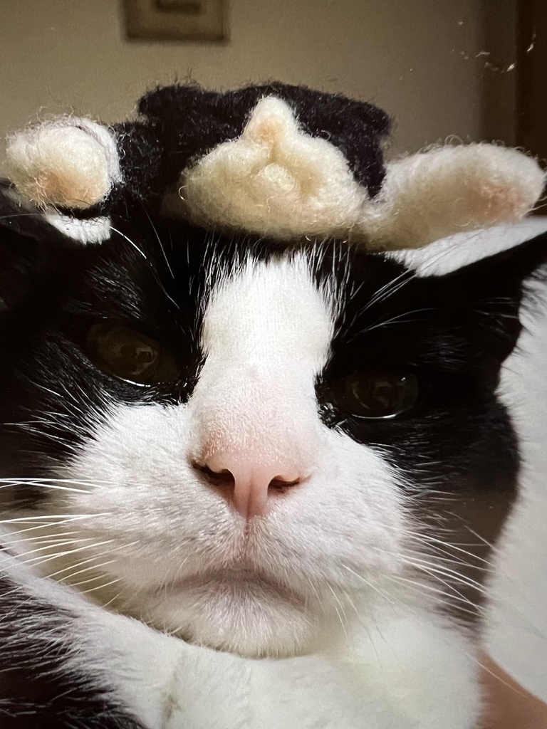 キキ様ぬいばんにゃい