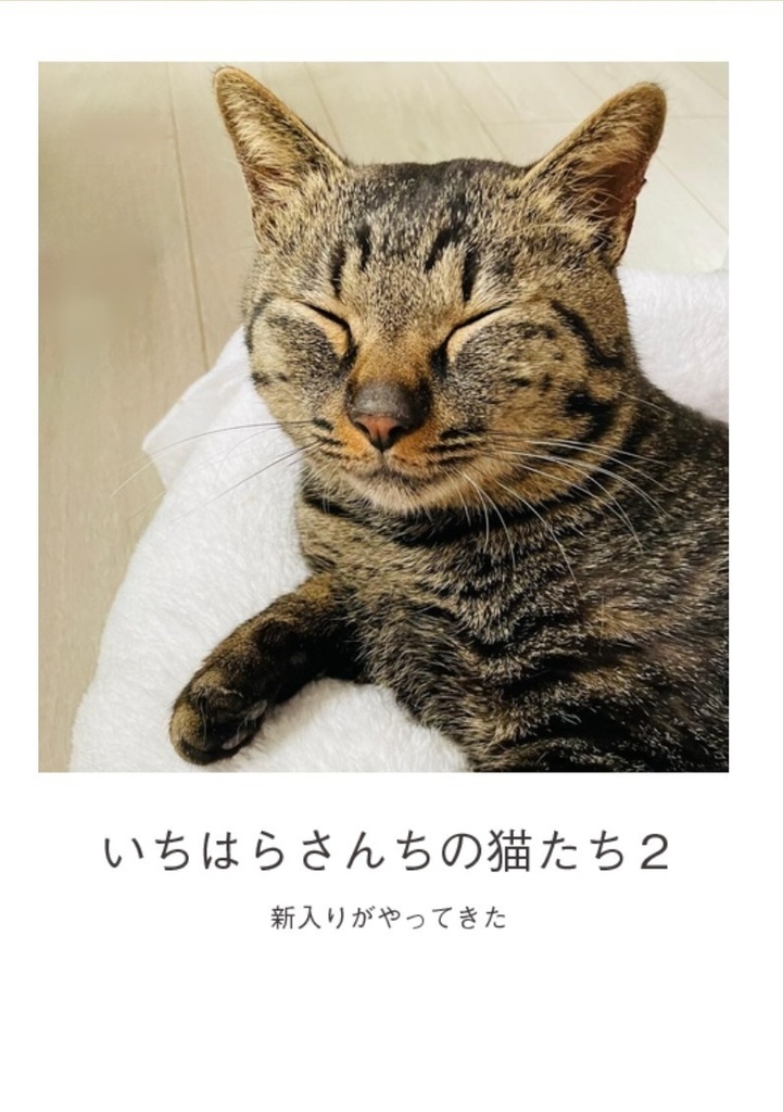 いちはらさんちの猫たち２