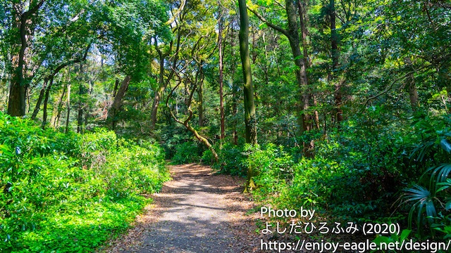 Web会議用背景写真（緑道）