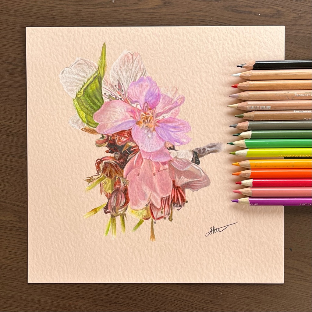 色鉛筆画　『桜』