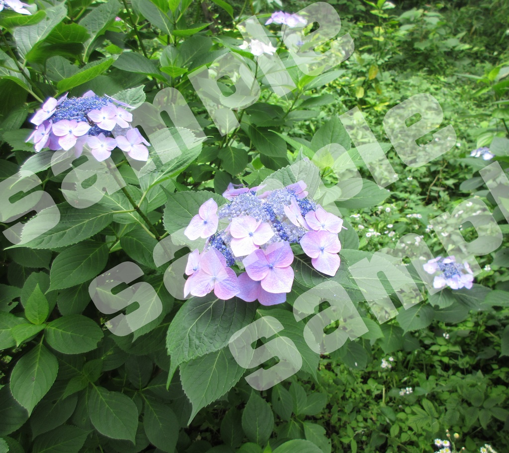 写真、3Dレンダリング画像、イラスト素材詰め合わせ