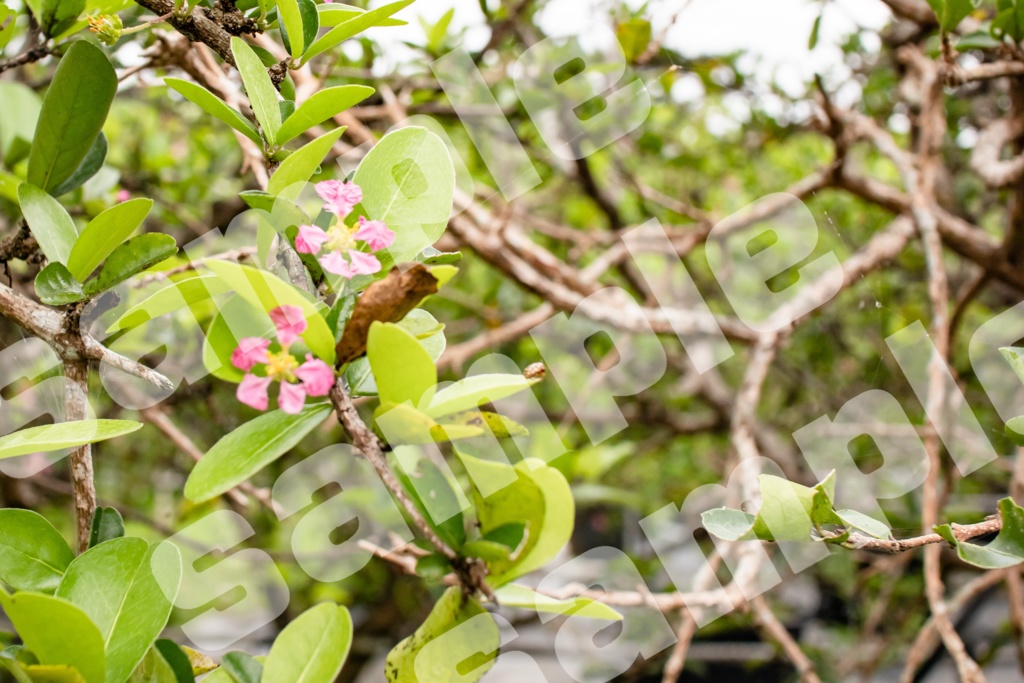 写真、3Dレンダリング画像、イラスト素材詰め合わせ