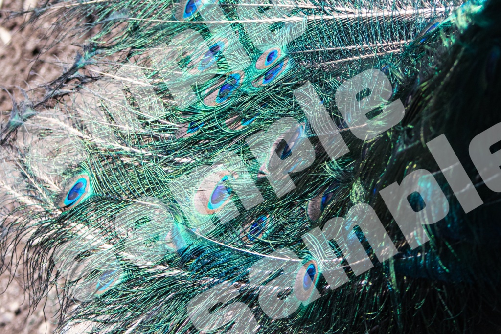 写真、3Dレンダリング画像、イラスト素材詰め合わせ