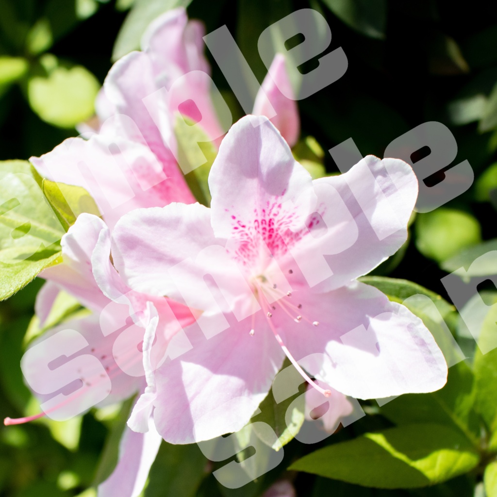 写真、3Dレンダリング画像、イラスト素材詰め合わせ