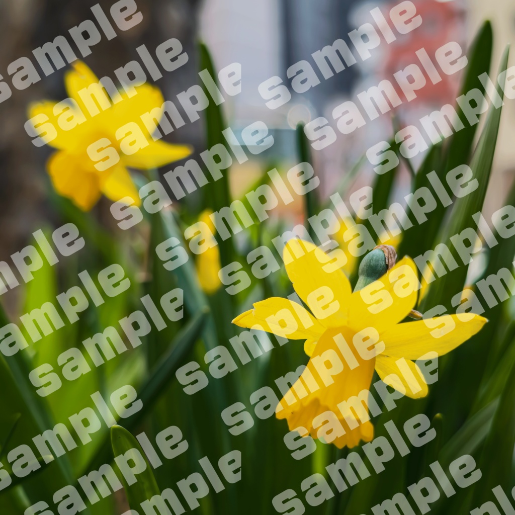 ミニラッパ水仙（デジタル写真 / 4000pxスクエア）