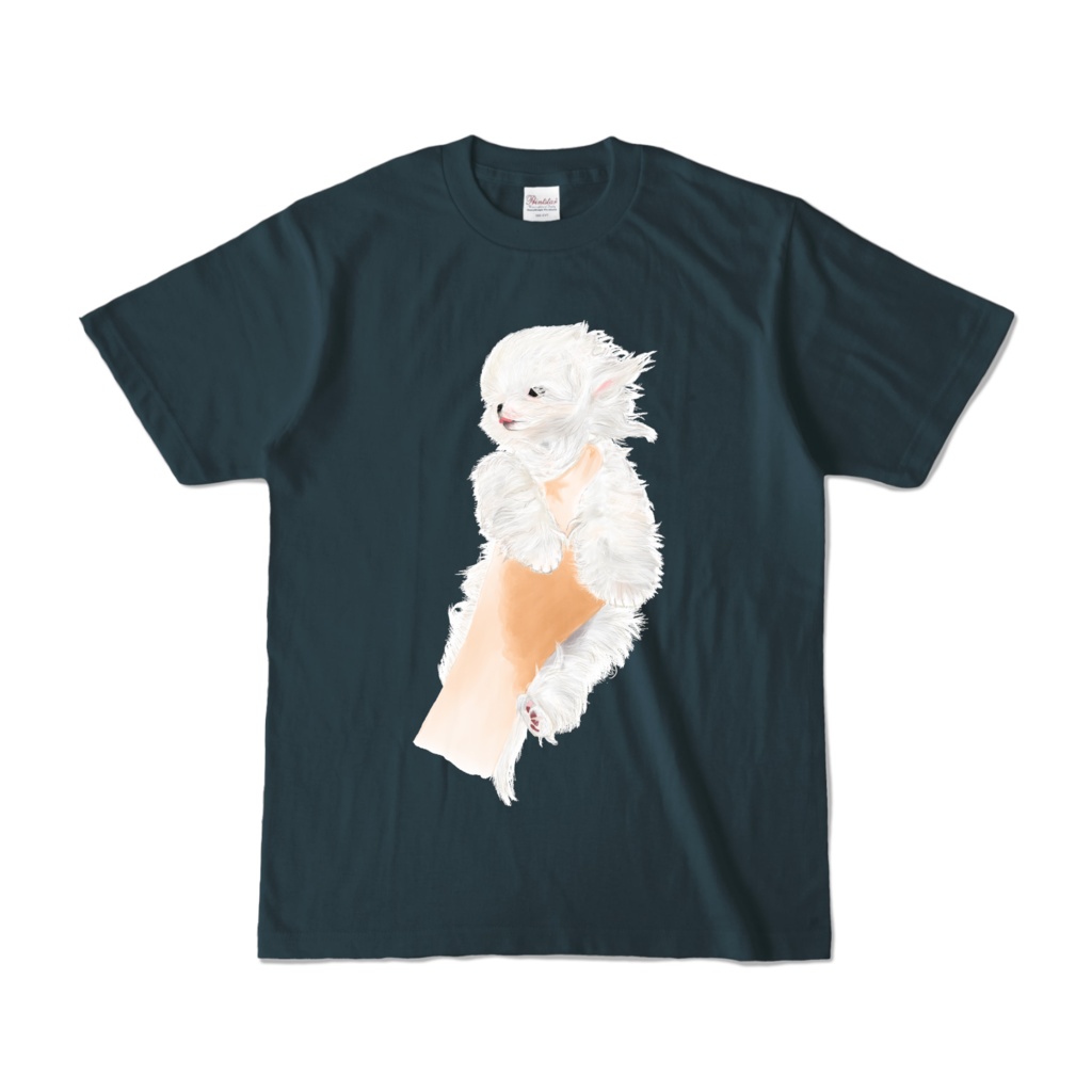 持ち上げられるマルチーズ