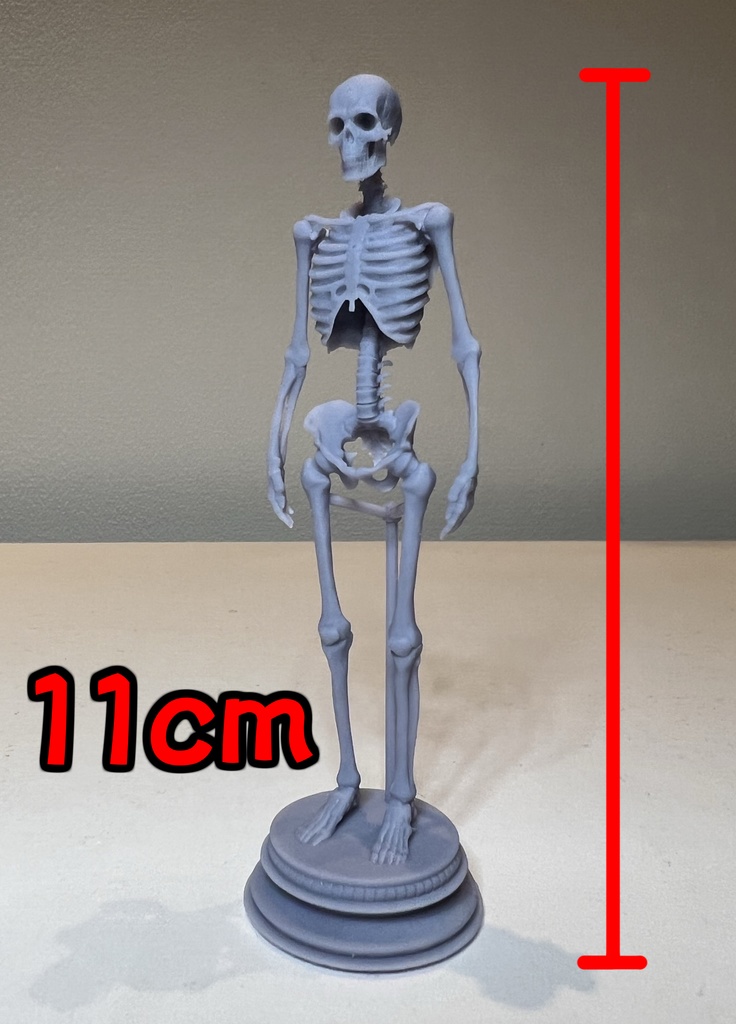 人間『全身骨格』11cm