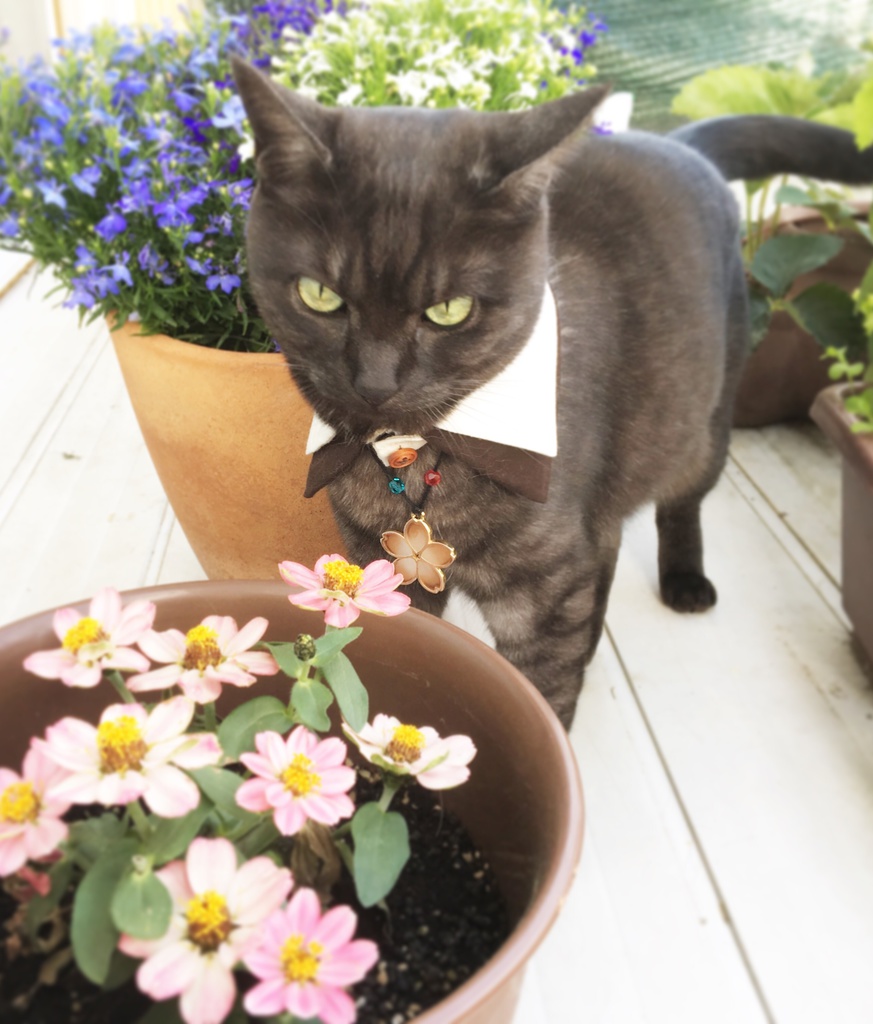 【猫用首輪】文豪とアルケミスト ネコモチーフ