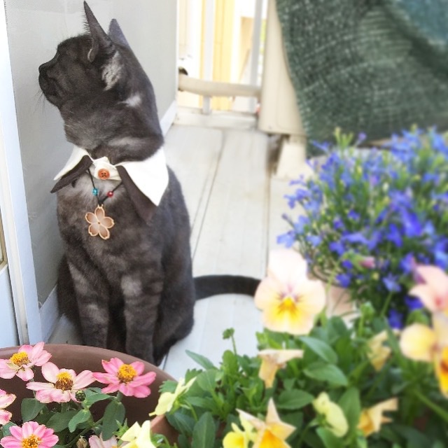 【猫用首輪】文豪とアルケミスト ネコモチーフ