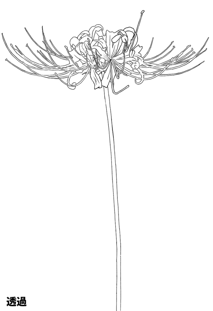 【印刷用】彼岸花の素材