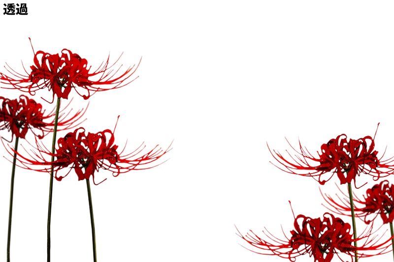 【印刷用】彼岸花の素材