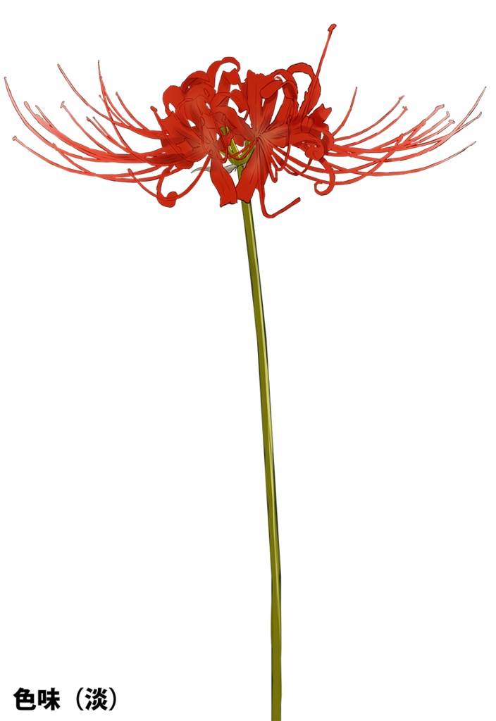 【印刷用】彼岸花の素材