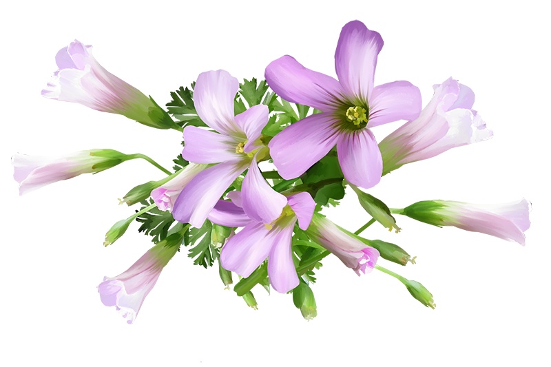 【印刷用】花の素材