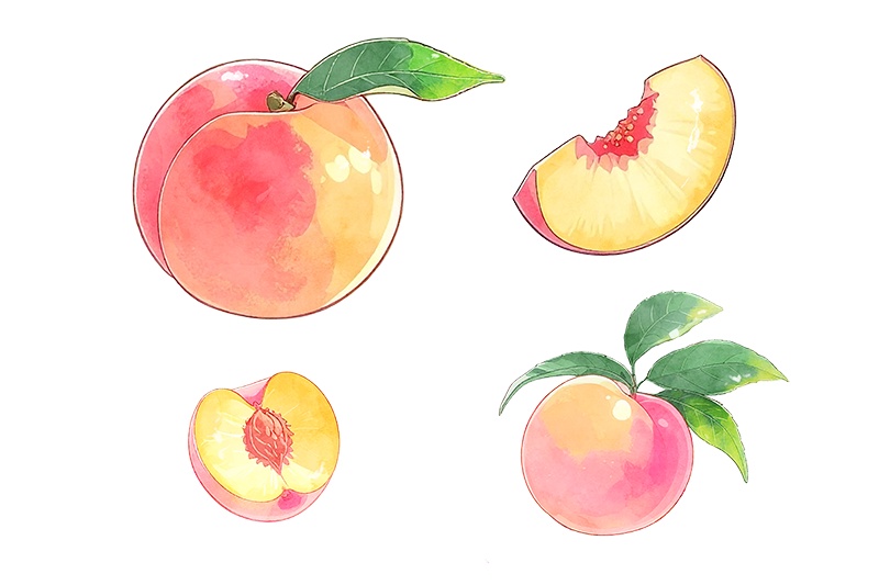 印刷用「桃のイラスト素材」