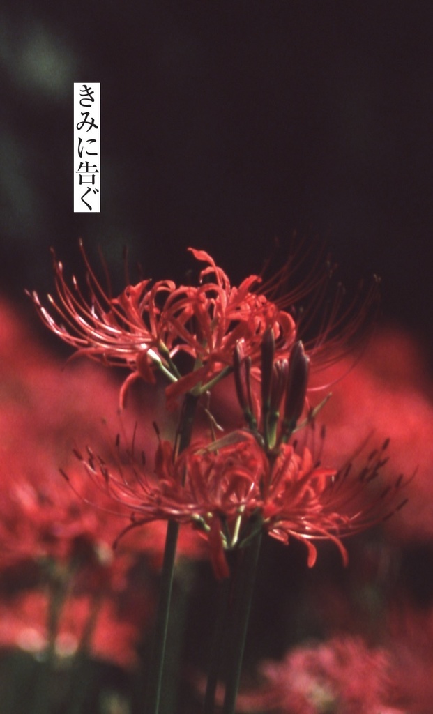 短歌集 まじないをきみに