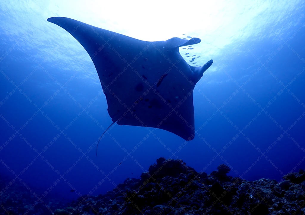 離島日和~日本の離島 訪問記録~